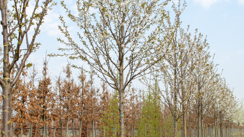 Prunus avium 'Udense Spaanse' hoogstam