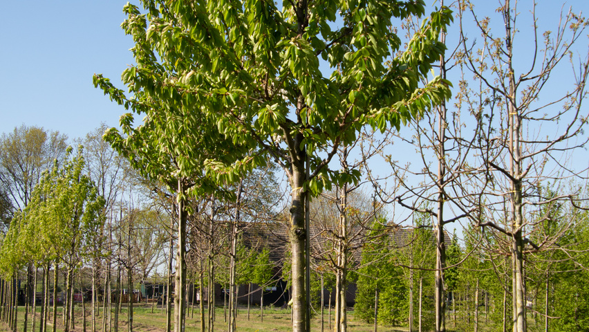 Prunus avium 'Udense Spaanse' hoogstam
