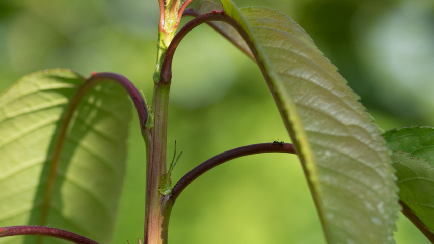 Prunus avium 'Udense Spaanse' blad