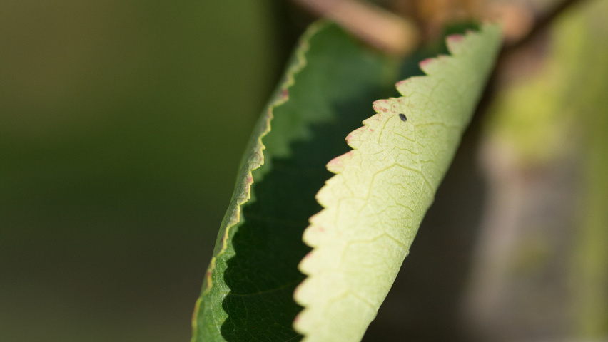 Prunus avium 'Udense Spaanse' blad
