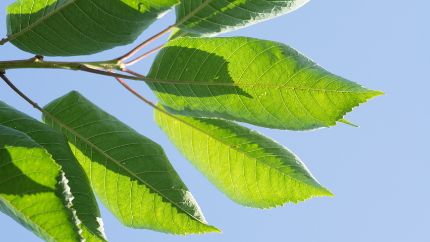 Prunus avium 'Udense Spaanse' blad