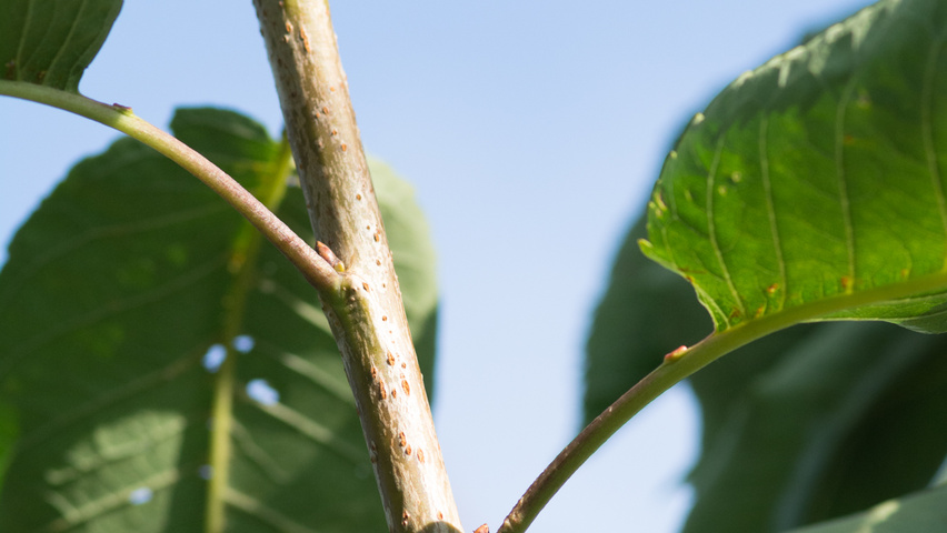 Prunus avium 'Udense Spaanse' twijgen