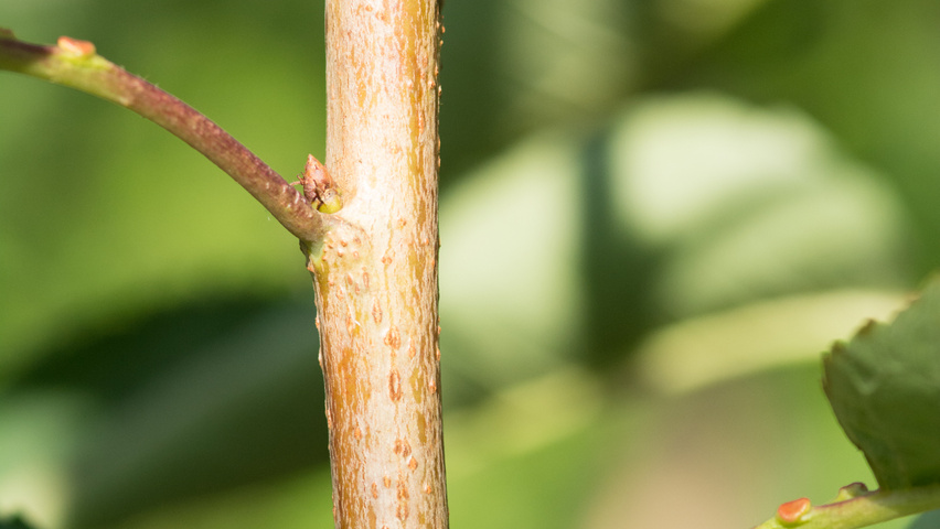 Prunus avium 'Udense Spaanse' twijgen