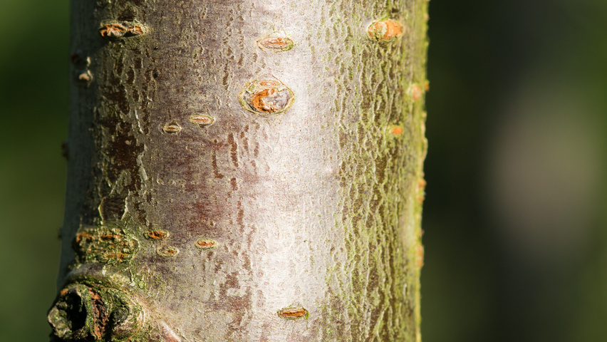 Prunus avium 'Van' Rinden