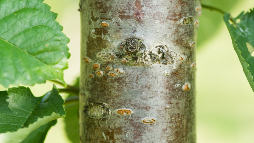 Prunus avium 'Van' Rinden