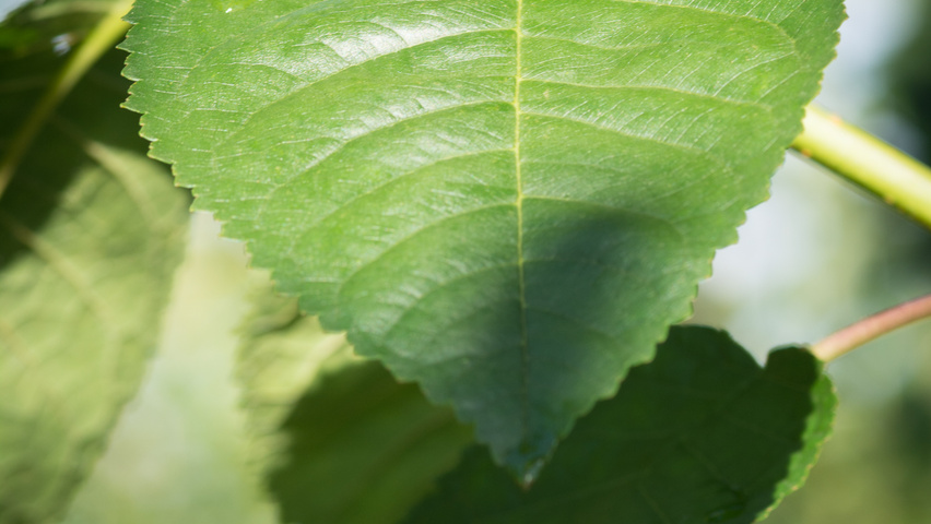 Prunus avium 'Van' Blatt