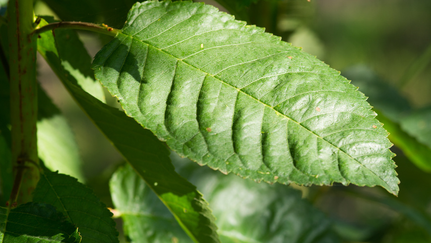 Prunus avium 'Van' Blatt