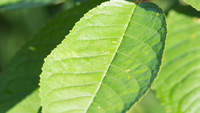 Prunus avium 'Van' Blatt