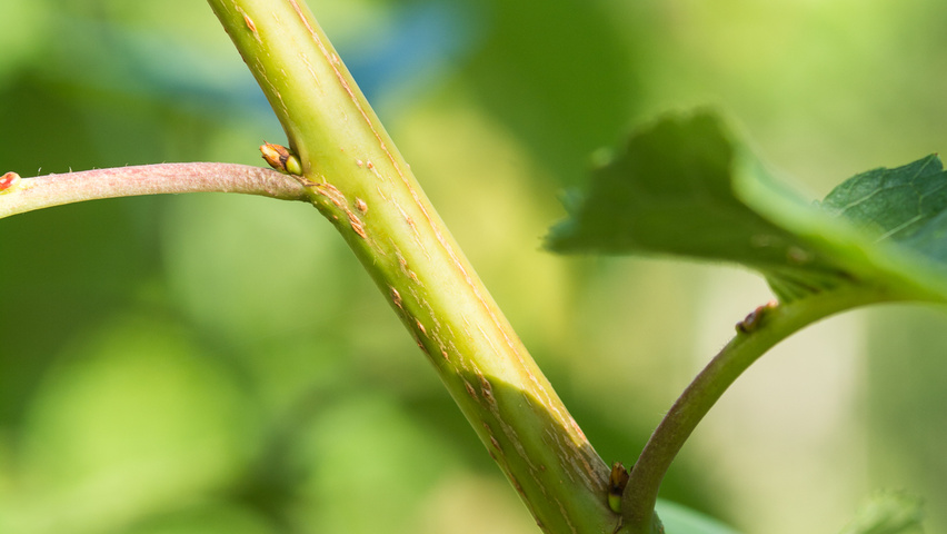 Prunus avium 'Van' Zweige