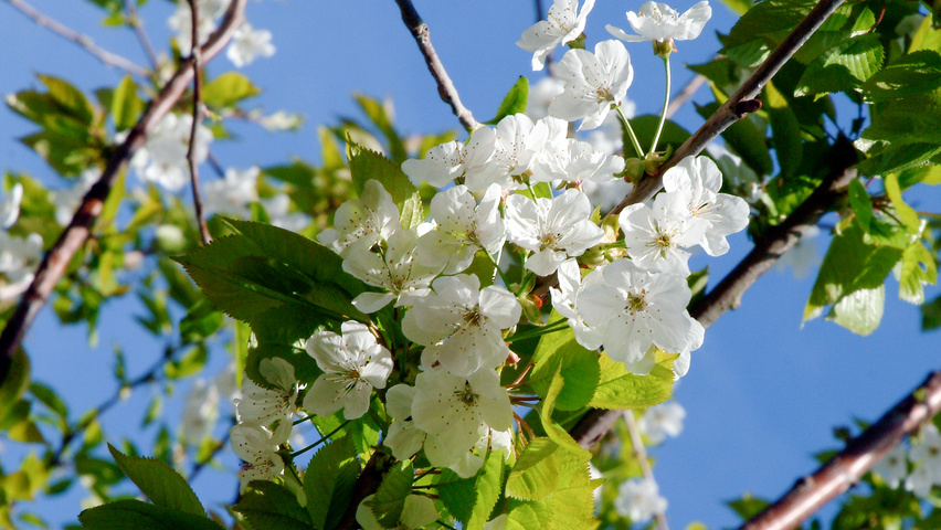 Prunus avium 'Varikse Zwarte' bloem
