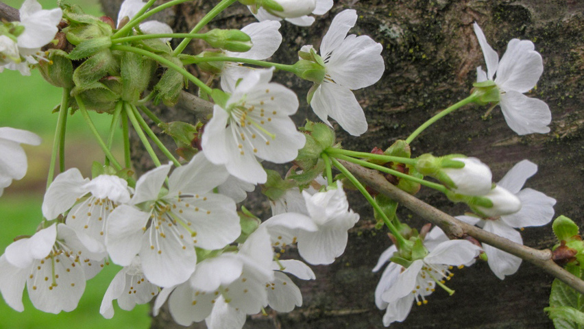 Prunus avium 'Varikse Zwarte' bloem