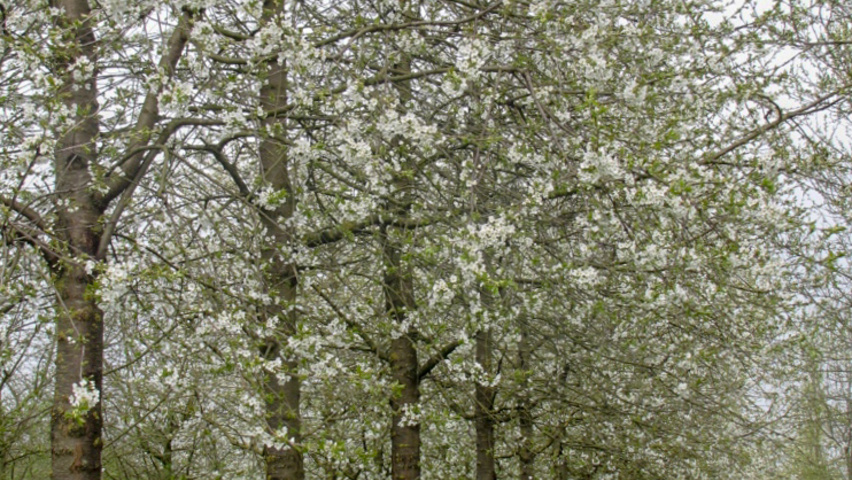 Prunus avium 'Varikse Zwarte' hoogstam