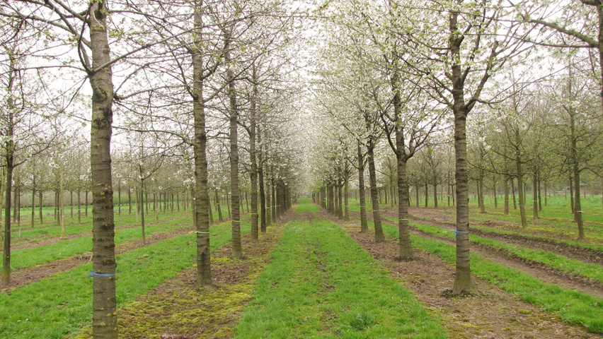 Prunus avium 'Varikse Zwarte' hoogstam