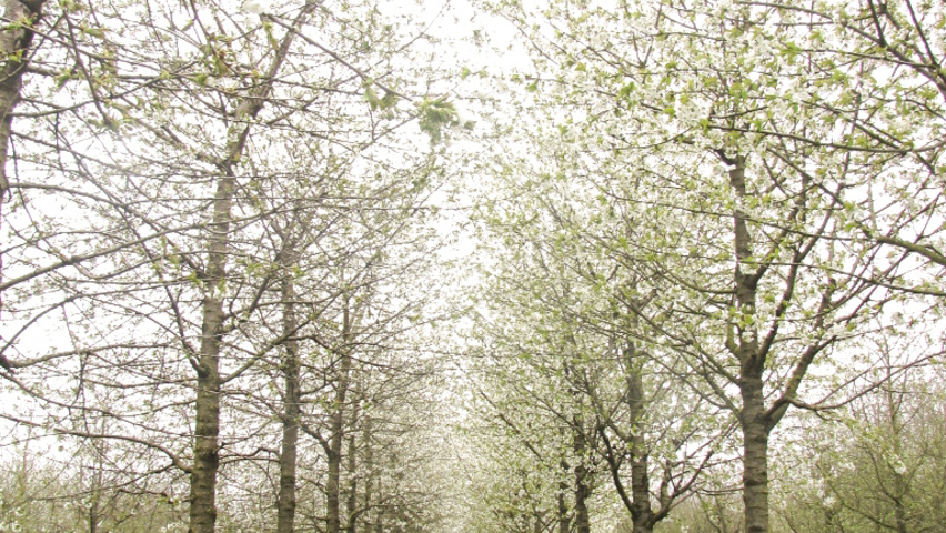 Prunus avium 'Varikse Zwarte' hoogstam