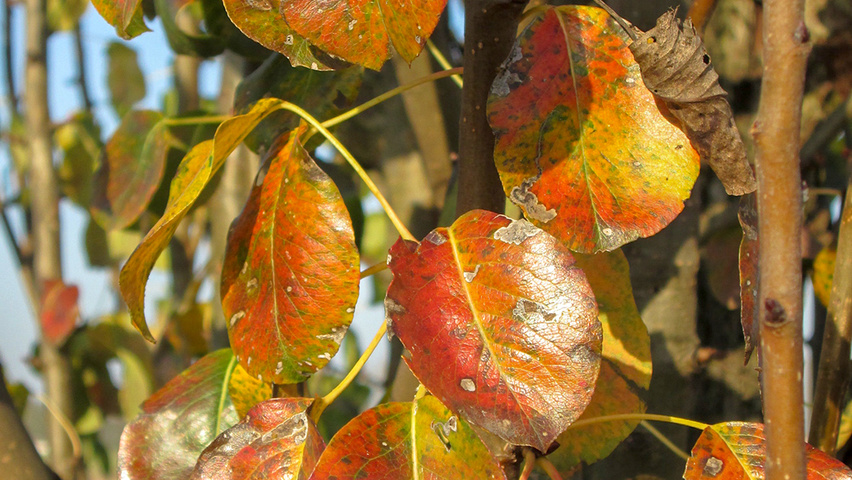 Prunus cerasifera autumn leaves