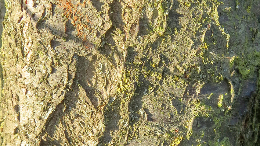 Prunus cerasifera bark