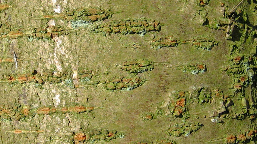 Prunus cerasifera bark