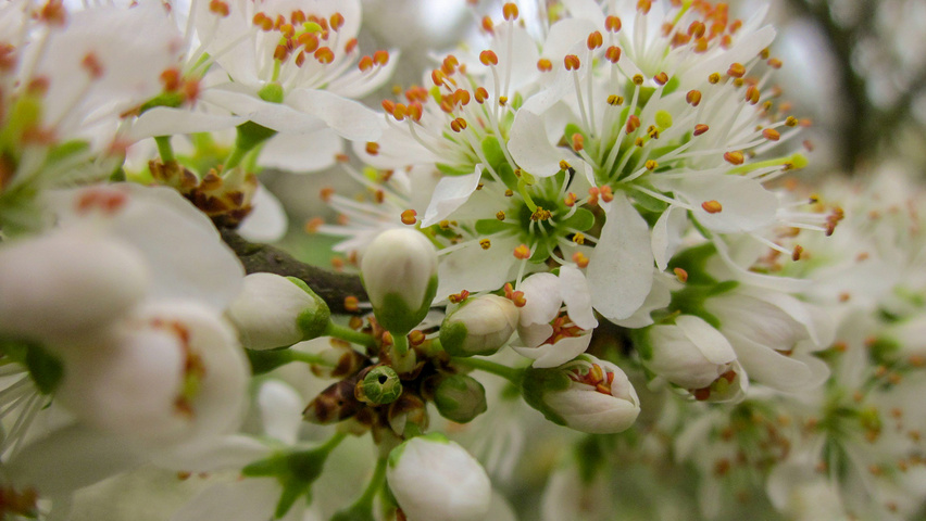 Prunus cerasifera flowers
