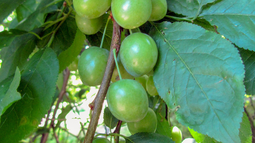 Prunus cerasifera fruits