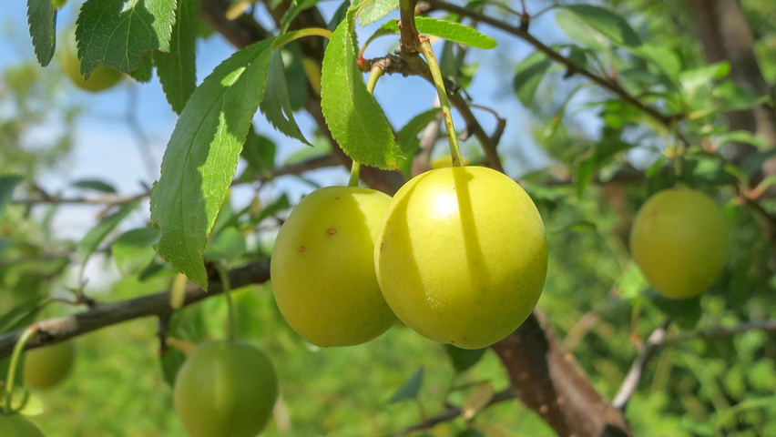 Prunus cerasifera fruits