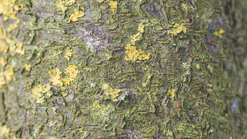 Prunus cerasifera 'Nigra' tronc