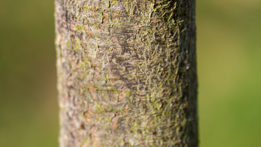 Prunus cerasifera 'Nigra' tronc