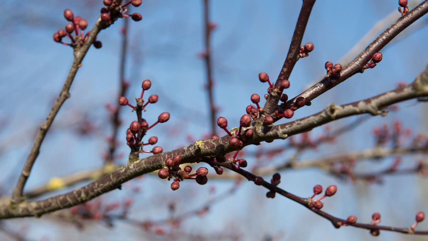 Prunus cerasifera 'Nigra' fleurs