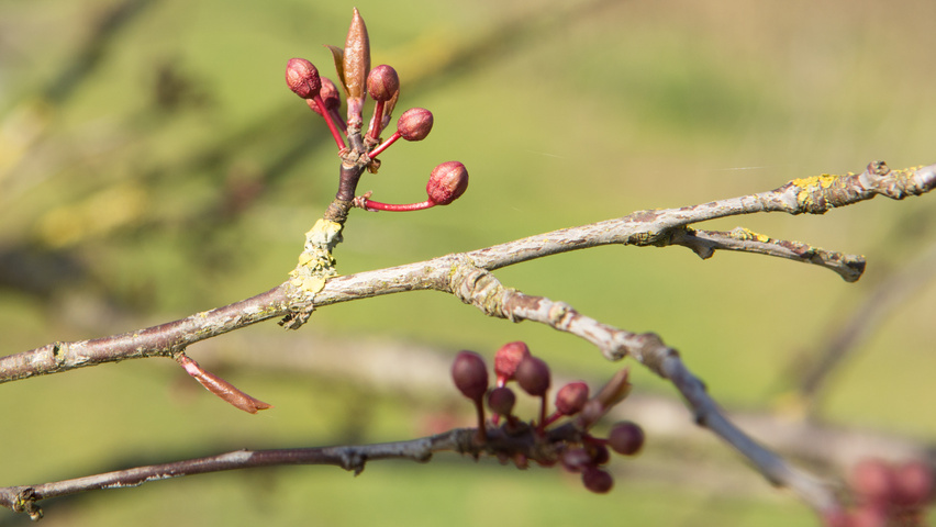 Prunus cerasifera 'Nigra' fleurs
