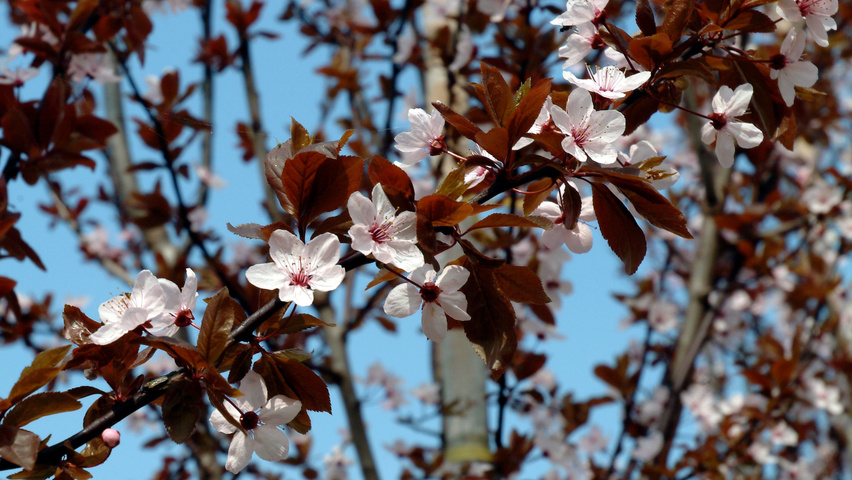 Prunus cerasifera 'Nigra' fleurs