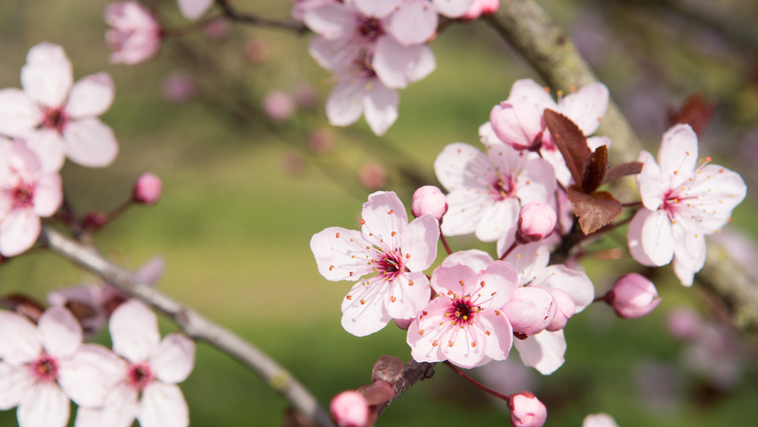 Prunus cerasifera 'Nigra' fleurs