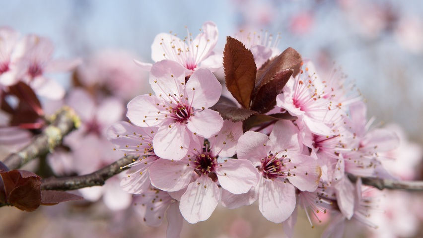 Prunus cerasifera 'Nigra' fleurs