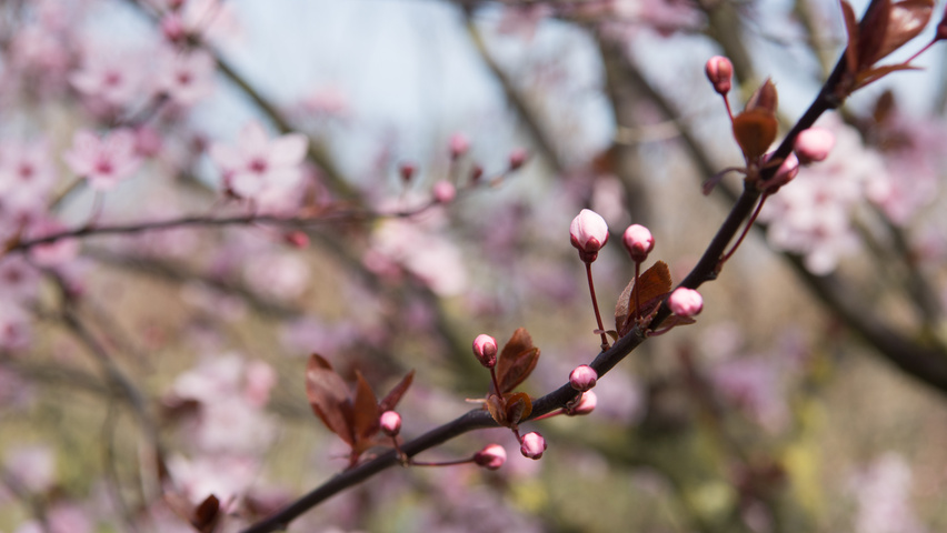 Prunus cerasifera 'Nigra' fleurs