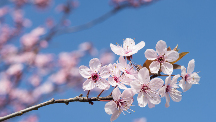 Prunus cerasifera 'Nigra' fleurs