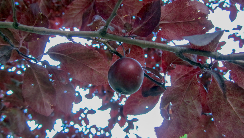 Prunus cerasifera 'Nigra' fruits