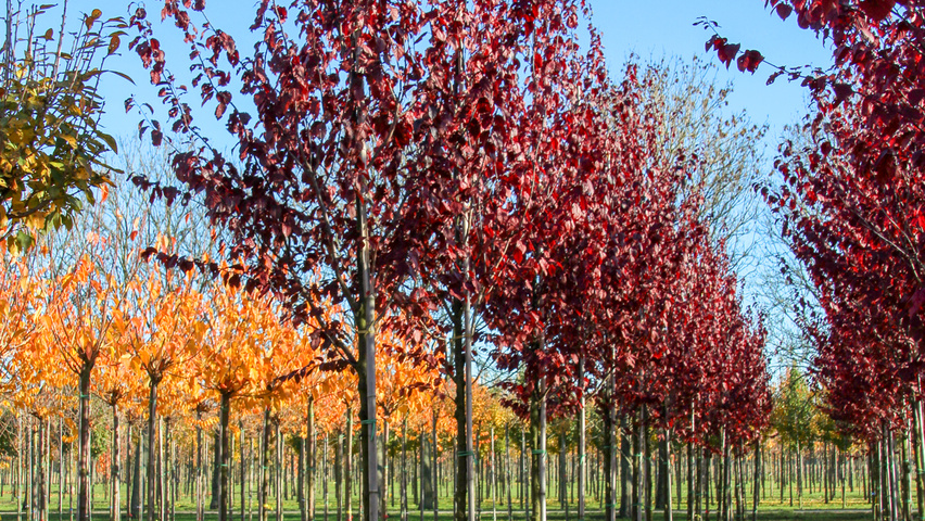 Prunus cerasifera 'Nigra' haute tige