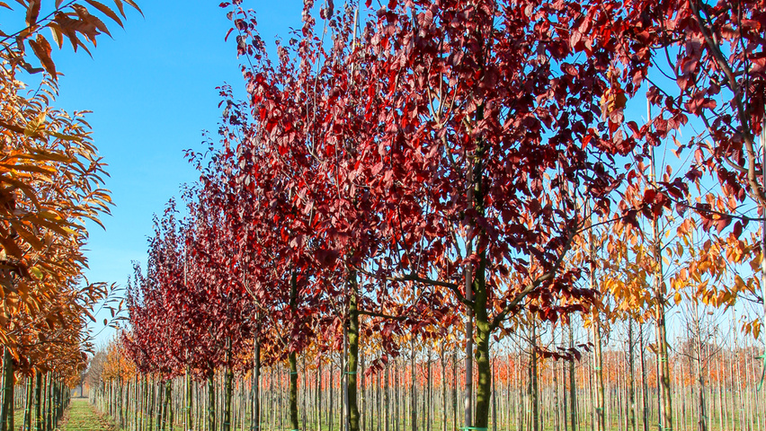 Prunus cerasifera 'Nigra' haute tige