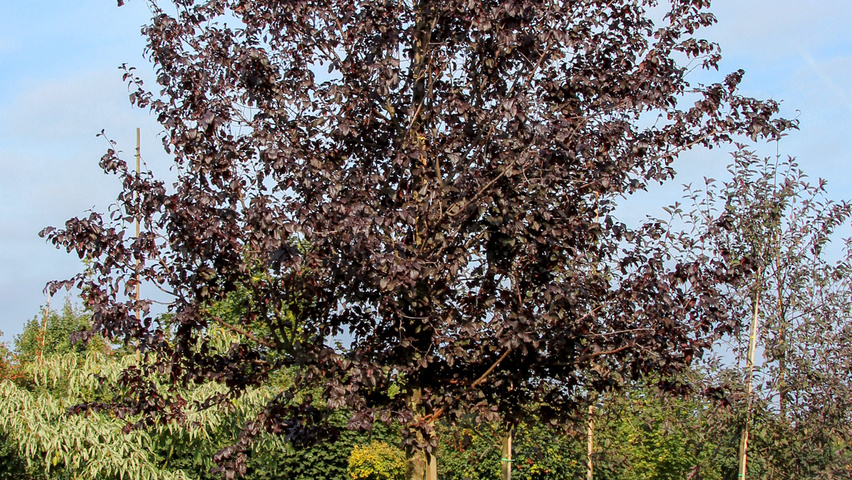 Prunus cerasifera 'Nigra' haute tige