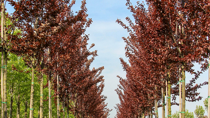 Prunus cerasifera 'Nigra' haute tige
