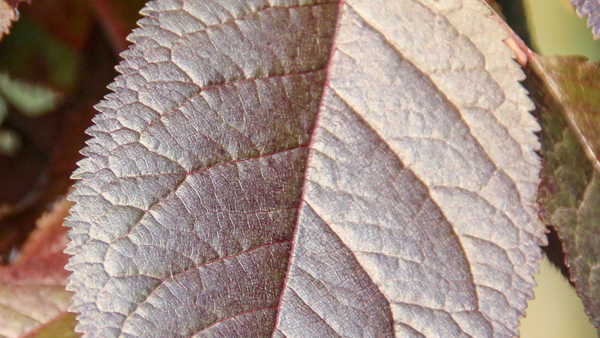Prunus cerasifera 'Nigra' Feuilles