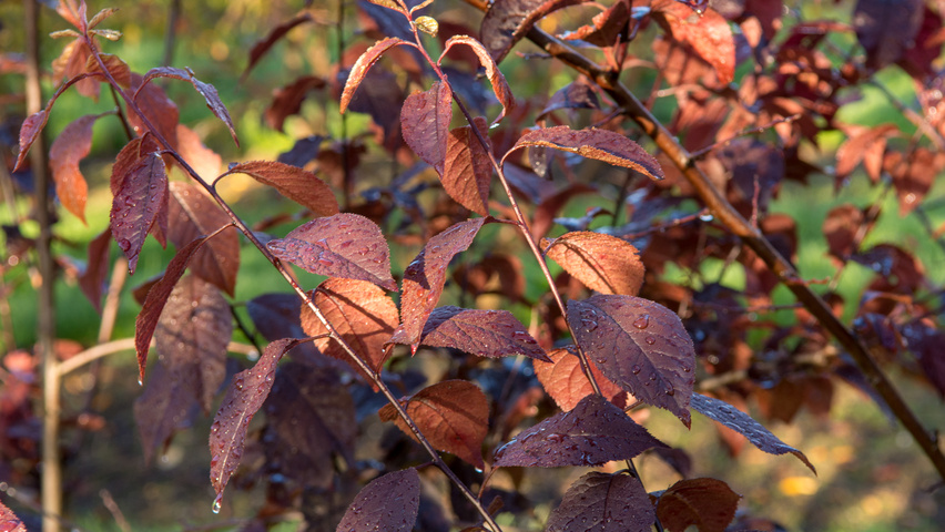 Prunus cerasifera 'Nigra' Feuilles