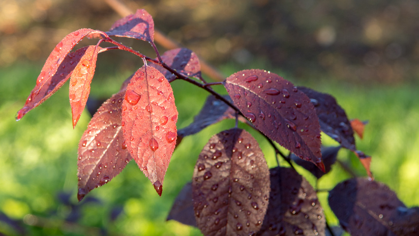 Prunus cerasifera 'Nigra' Feuilles
