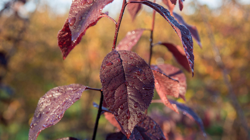 Prunus cerasifera 'Nigra' Feuilles