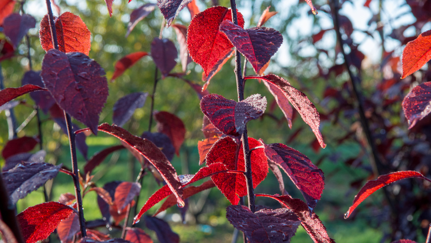 Prunus cerasifera 'Nigra' Feuilles