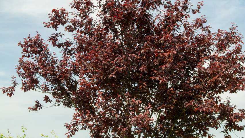 Prunus cerasifera 'Nigra' multi-troncs forme parasol