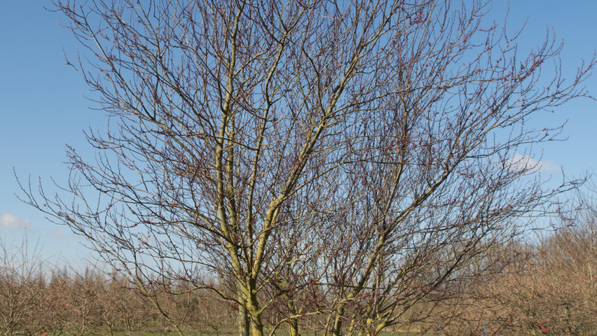 Prunus cerasifera 'Nigra' multi-troncs forme parasol