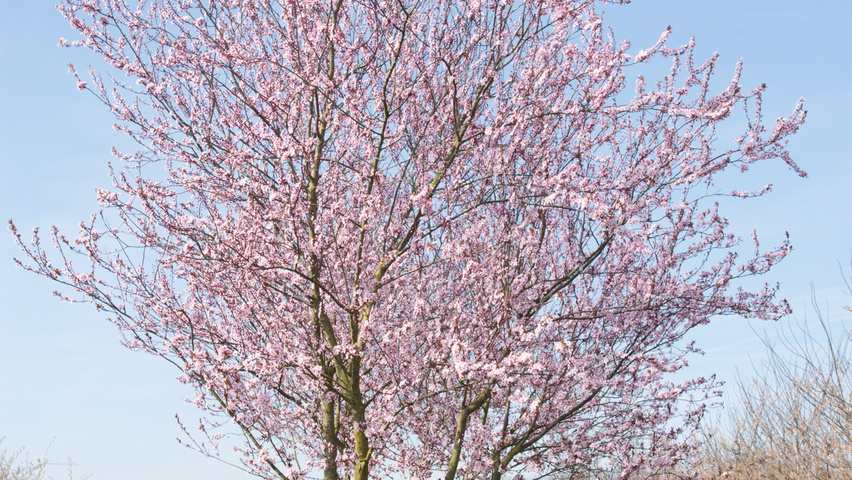 Prunus cerasifera 'Nigra' multi-troncs forme parasol