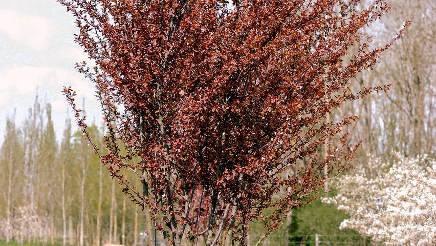 Prunus cerasifera 'Nigra' multi-troncs forme parasol