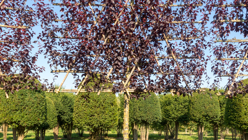 Prunus cerasifera 'Nigra' palissé