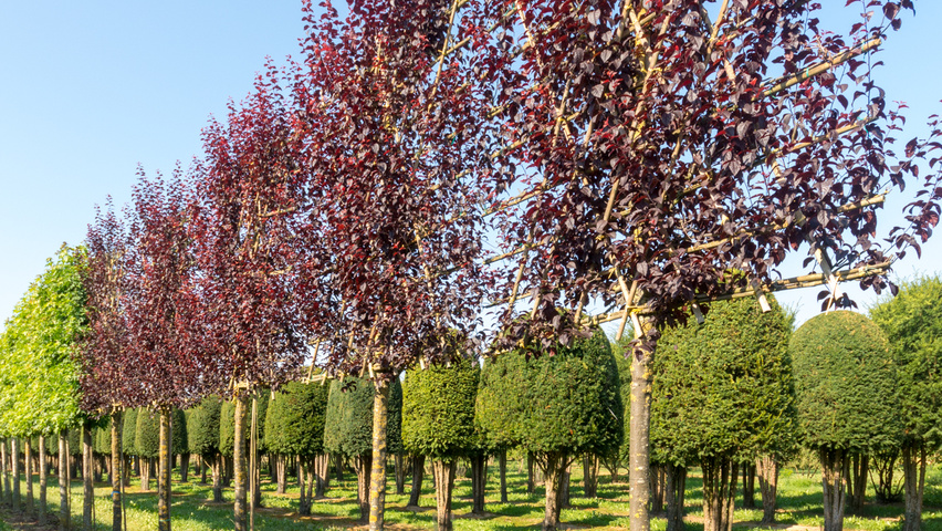 Prunus cerasifera 'Nigra' palissé