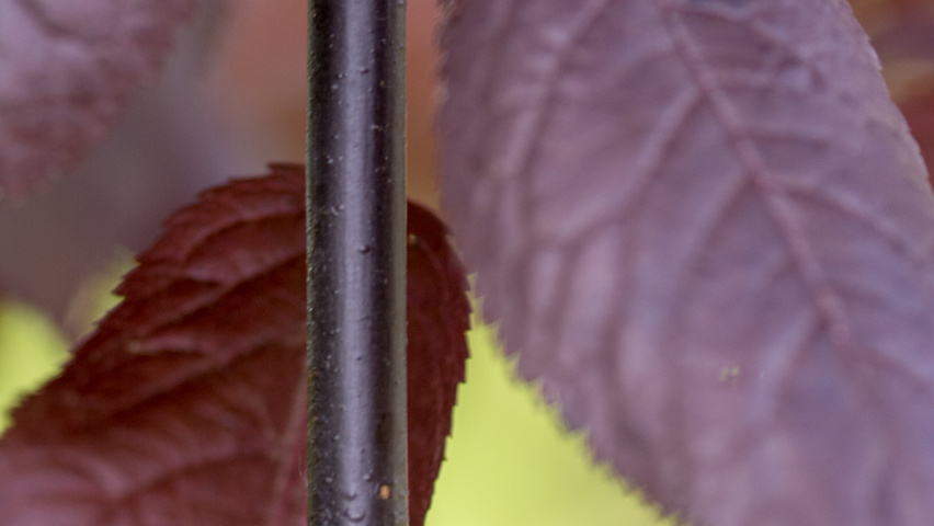 Prunus cerasifera 'Nigra' rameaux